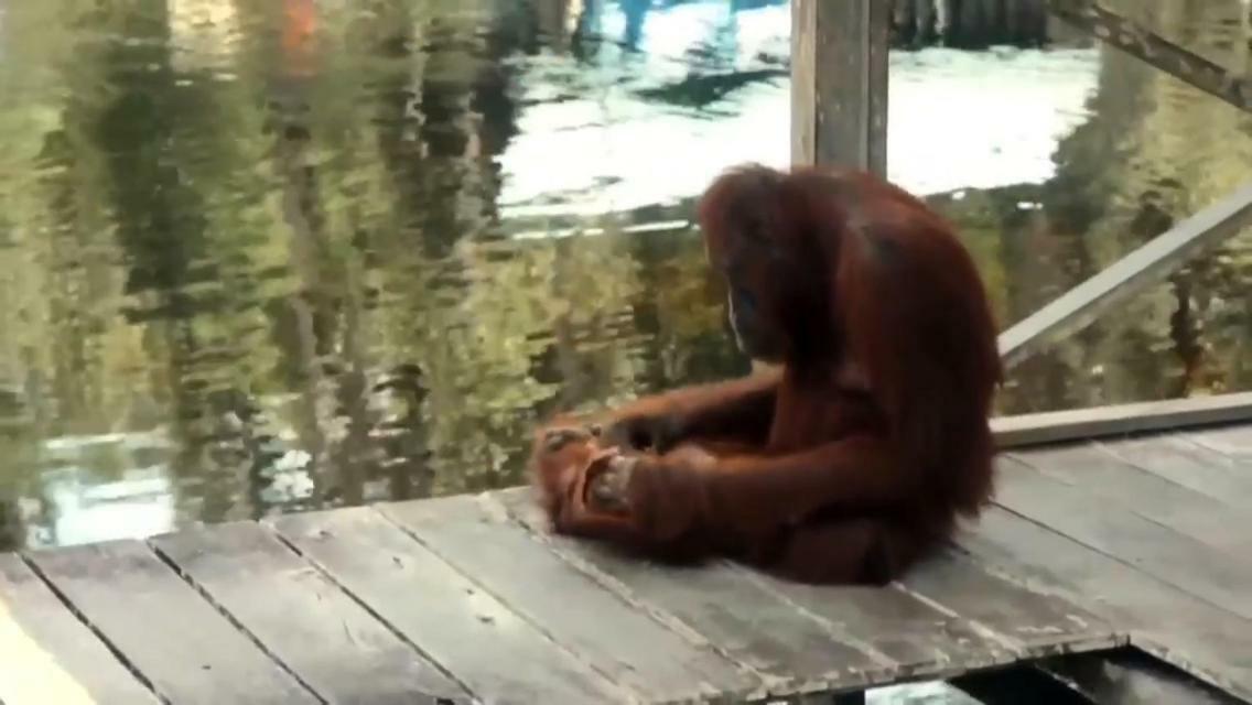 Orangutan Shaka Houseboat With Cabin Pangkalanbuun Esterno foto